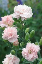 100+ Carnation La France seeds