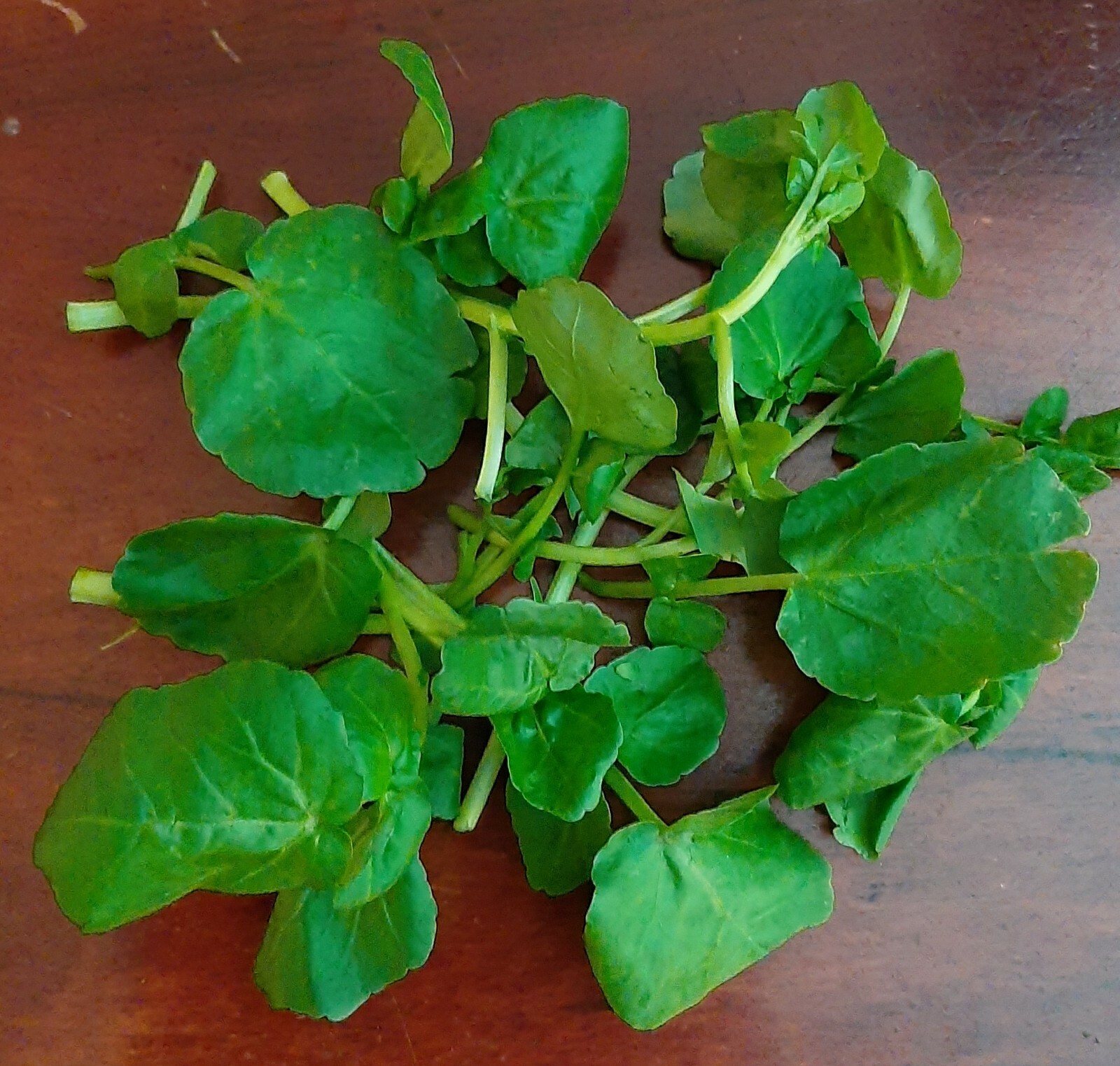 BERRO DE AGUA Nasturtium officinalis mejorado 5000 Semillas seeds