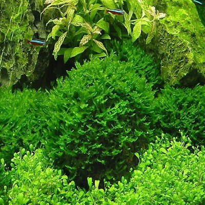 Pellia for live java anacharis fern aquarium plant BA