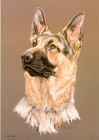 German Shepherd Open Edition Art Print by UK Artist Sue Driver* - 第 1/1 張圖片