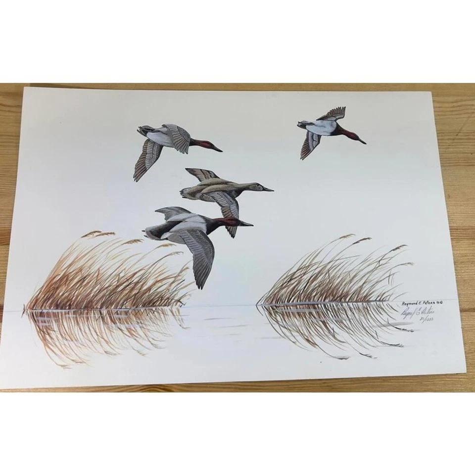 Juego de 4 impresiones de pato firmadas por Raymond E. Peters edición limitada 1990 arte de vida silvestre Foto 4 de 4