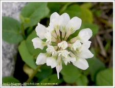 (On Backorder) Seed Ranch Ball Clover Seed - Great for Honey Bees - 5 Lbs.