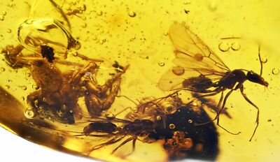 Detailed Spider with two winged ants, Fossil Inclusion in Dominican Amber
