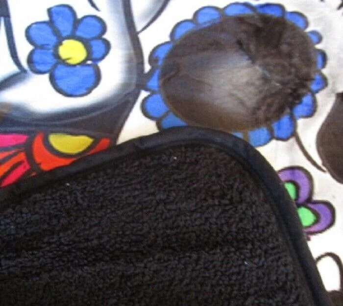 全新 Six Skulls & Roses 毛绒扔礼物毯 Sherpa Ardras Day of the Dead — 第 4/4 张图片