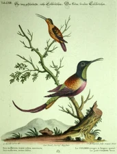 Gravure ornithologique oiseau LE COLIBRI A GORGE RUBIS et BRUN par Seligmann