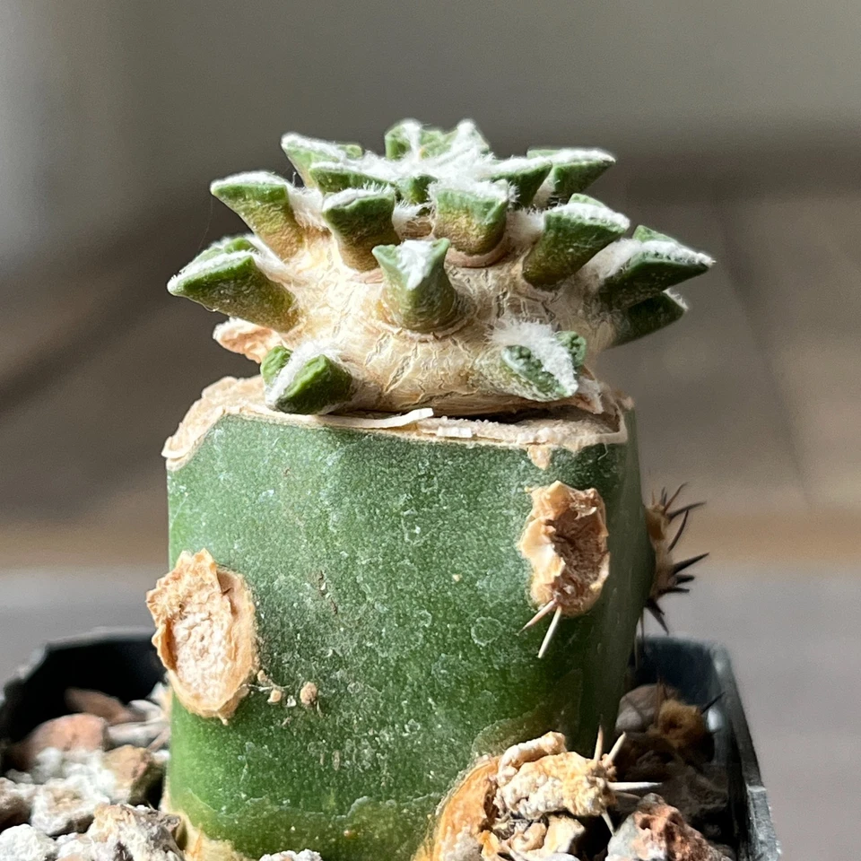 A13-1402 Cactus kotschoubeyanus VM526, Lucio Blanco, Coah, 4 piezas Foto 4 de 4