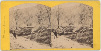 Stereoanlage um 1880. Brue-Auriac (Var). Hirte und seine Schafherde.