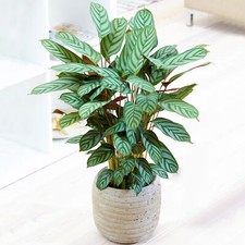 1 x Calathea Compact Star 30-40cm Potted Home or Office Prayer Plant