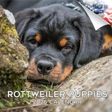 Rottweiler Puppies Calendar 2026 FULL SIZE 12x24 Made in USA