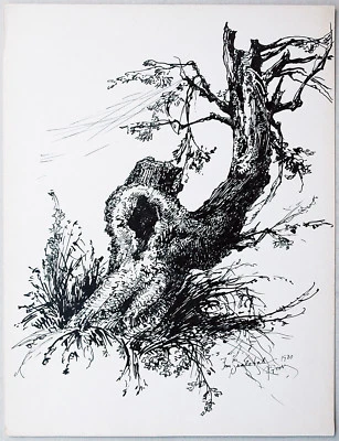 Paul Groß 1873-1942: Im Saaletal 1930 Tuschezeichnung Knorriger alter Baum - Bild 1 von 4