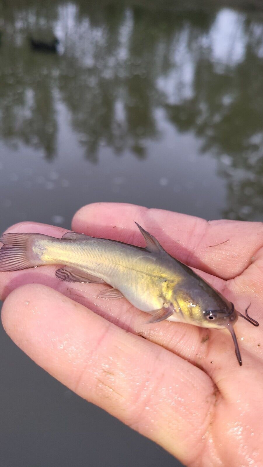 BLACK BULLHEAD BULL HEAD CATFISH LIVE Fish GUARANTEE ALIVE *FARM RAISED