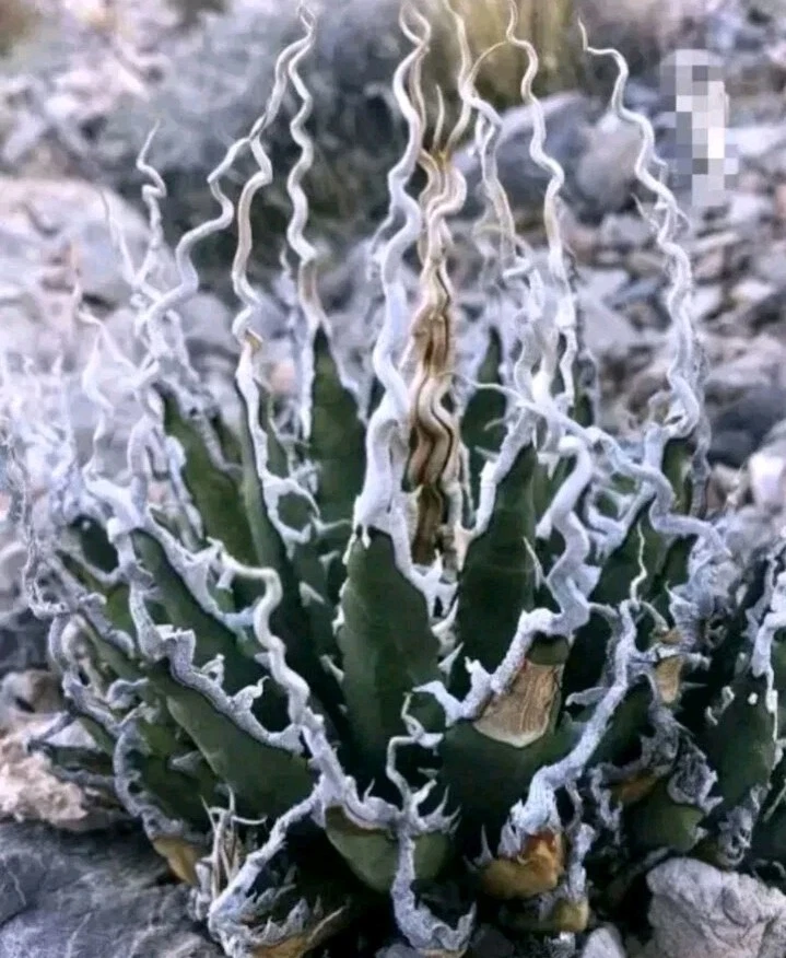 Agave Utahensis Var. Eborispina Charleston Peaks 🏵️ One plant only Succulent
Opens in a new window