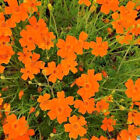 Tagetes Tenuifolia 'Tangerine Gem' - 300 Seeds - Signet Marigold