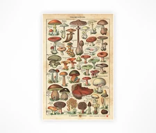 Vintage French Mushroom PRINTS - 1931 Art Champignon Truffle Rustic France Chart