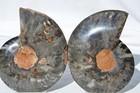 Large Black Ammonite PAIR Deep Crystals 110myo FOSSIL Dino age 111mm 4.4"9516bxx — photo 7