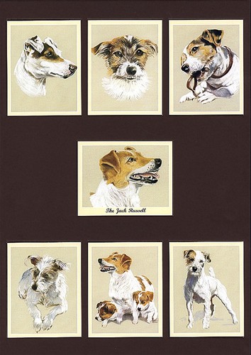 THE JACK RUSSELL - Man's Best Friend Dog Breed Collectors Card Set - Terrier Art - Picture 2 of 2