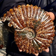 2.28LB Rare natural conch fossil specimens from Madagascar