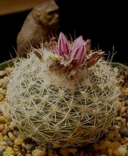 Turbinicarpus saueri nelissae succulent cactus