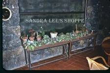 1965 Slide Lounge Room Lava Rock Wall Plants In Private Home Kauai Hawaii #6314