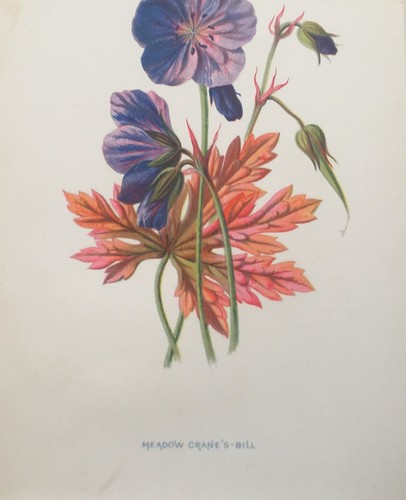 Antique Botanical Print – Meadow Crane’s Bill by F. Hulme, C1878 Plate - Picture 9 of 10