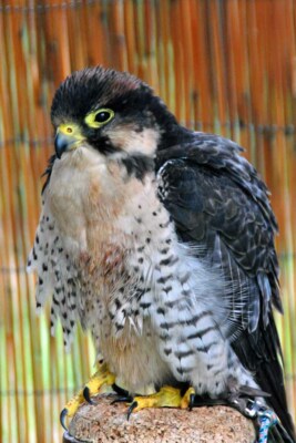 Lanner Falke Falco Biarmicus Raubvogel Porträt Fotografie Bilddruck