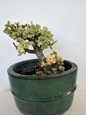 Portulacaria Afra Variegata Elephant Bush Bonsai Ceramic Pot