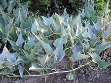 Buffalo (Coyote) gourd - Rare, wild vine, drought resistant, widely adaptable