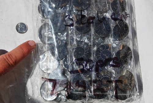 7948t LOT of FIFTY50 RARE 1in100 BLACK Ammonite PAIR Crystal FOSSIL MEDIUM 3-4cm - Picture 3 of 8