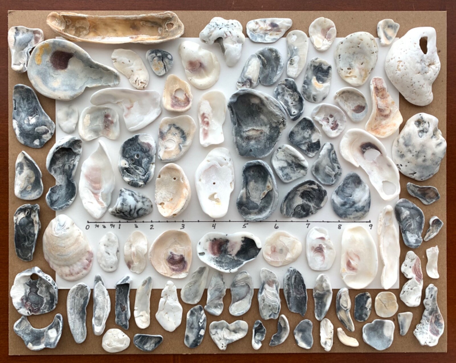 85 Natural Oyster Clam Shell Seashells Beach Cabs Jewelry pearlescent frags USA - second product detail image