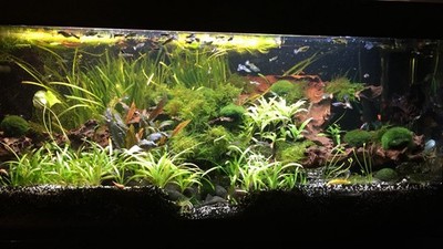 EHEIM Aquarium 240 L Komplettset   High-Tech Aquascape   nur Selbstabholung