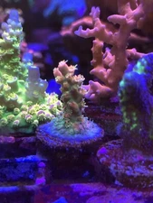 live coral wysiwyg