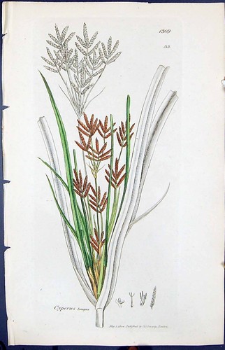Old Print Cyperus Longus Colour Smith Sowerby 1847 British Plants Botany 19th