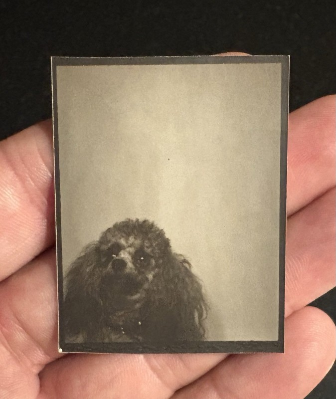Poodle Dog Puppy Canine Studio Vintage Snapshot Photobooth Photo Booth