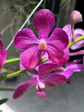 V. Pakchong Blue X  V Patchara Delight  Large  BS Orchid
