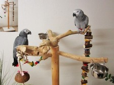 Freisitz für Papageien a. Java Holz, Papageienspielzeug,mittlere-große Papageien