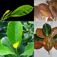 ORGANIC JACK FRUIT LEAVES &ndash; Perfect for Cooking, Tea, & Herbal Remedies 100 pcs