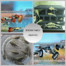 10 Red Dragon/ 10 Blue Dragon Fry 2 Common And 2 Albino Bristlenose Pleco 1-2 In