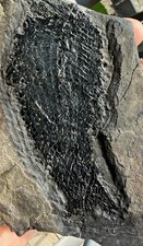 Rare Nearly Complete Jurassic Dinosaur Age Connecticut Fish Fossil Semionotus!