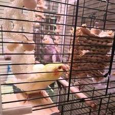 Vogel-Kauspielzeug Aus Acryl – 23,9 Cm, Für Papageien, Wellensittiche, Kakadus & Andere Vögel