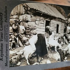 Keystone View Co. Stereoview Stereogram Q3422 NORWAY GOATMILKING MOUNTAIN SAETER