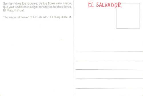 Postal vintage de El Salvador con flores nacionales de árboles de maquilishuat - Imagen 2 de 2