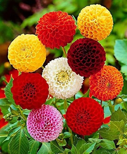 FLOWER SEEDS Assorted Flower Seed Flower Varieties Mixed Seed Choose Your Garden - Picture 31 of 153