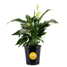 Spathiphyllum Peace Lily Indoor Plant in 6 In. Grower Pot,