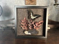 Schmetterling an Achatscheibe im Objektrahmen Entomologie Dekoration Präparat