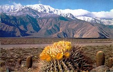 Desert Barrel Cactus with Mountains, c1950, Palm Springs, California, Postcard