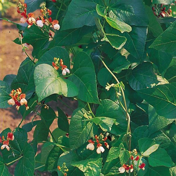 Runner Bean 'Painted Lady' Packung Kings's Gemüsesamen