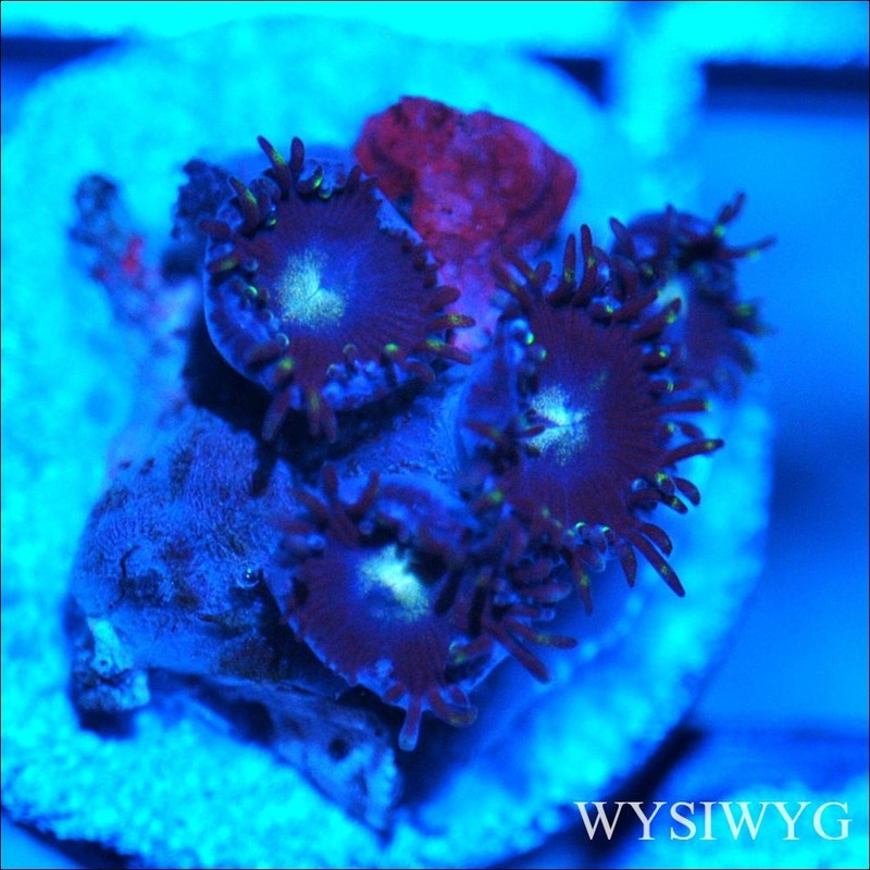Corals of Eden ~ WYSIWYG Live Coral Frag ~ Black Zoa - Soft Coral