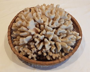 Gorgeous Authentic White & Tan Colored Coral Specimen LARGE SIZE 16" W x 15" L