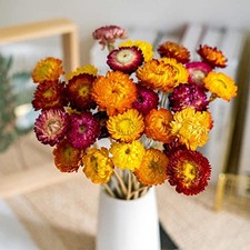 Natural Dried Daisy Flowers Bouquet - 20 Pcs Multicolor 20 Pcs-multi Color