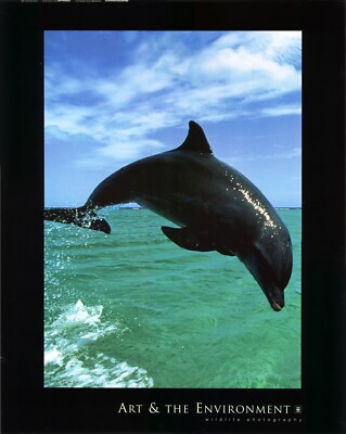 Konrad Wolfe Bottlenose Dolphin Wild Life Photography 22x28 in